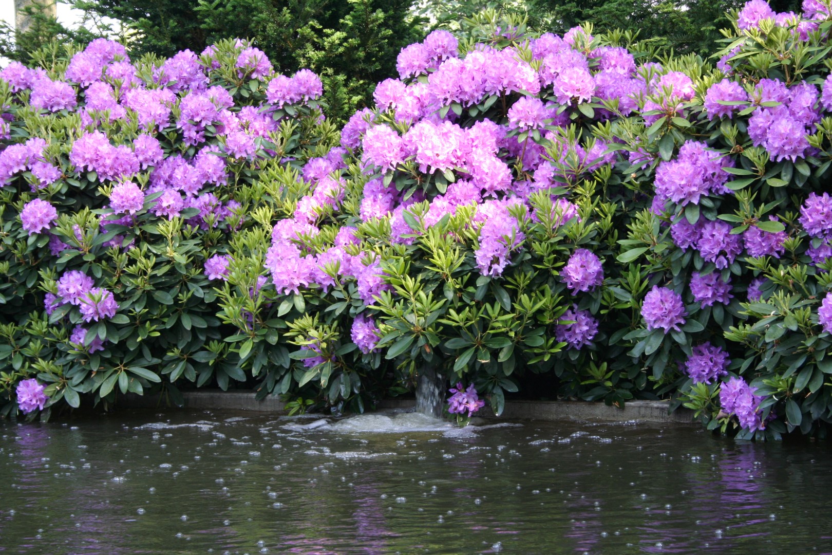 Rhododendron 'Catawbiense Boursault' | Rhododendron 'Catawbiense ...