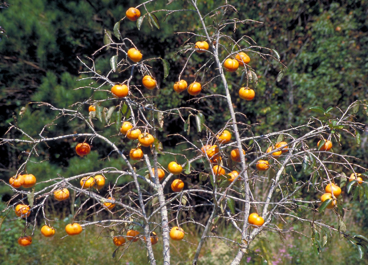 Хурма посадка и уход. Хурма Восточная (Diospyros kaki).. Хурма субтропики. Хурма посадка. Дерево Diospyros hasseltii фото.