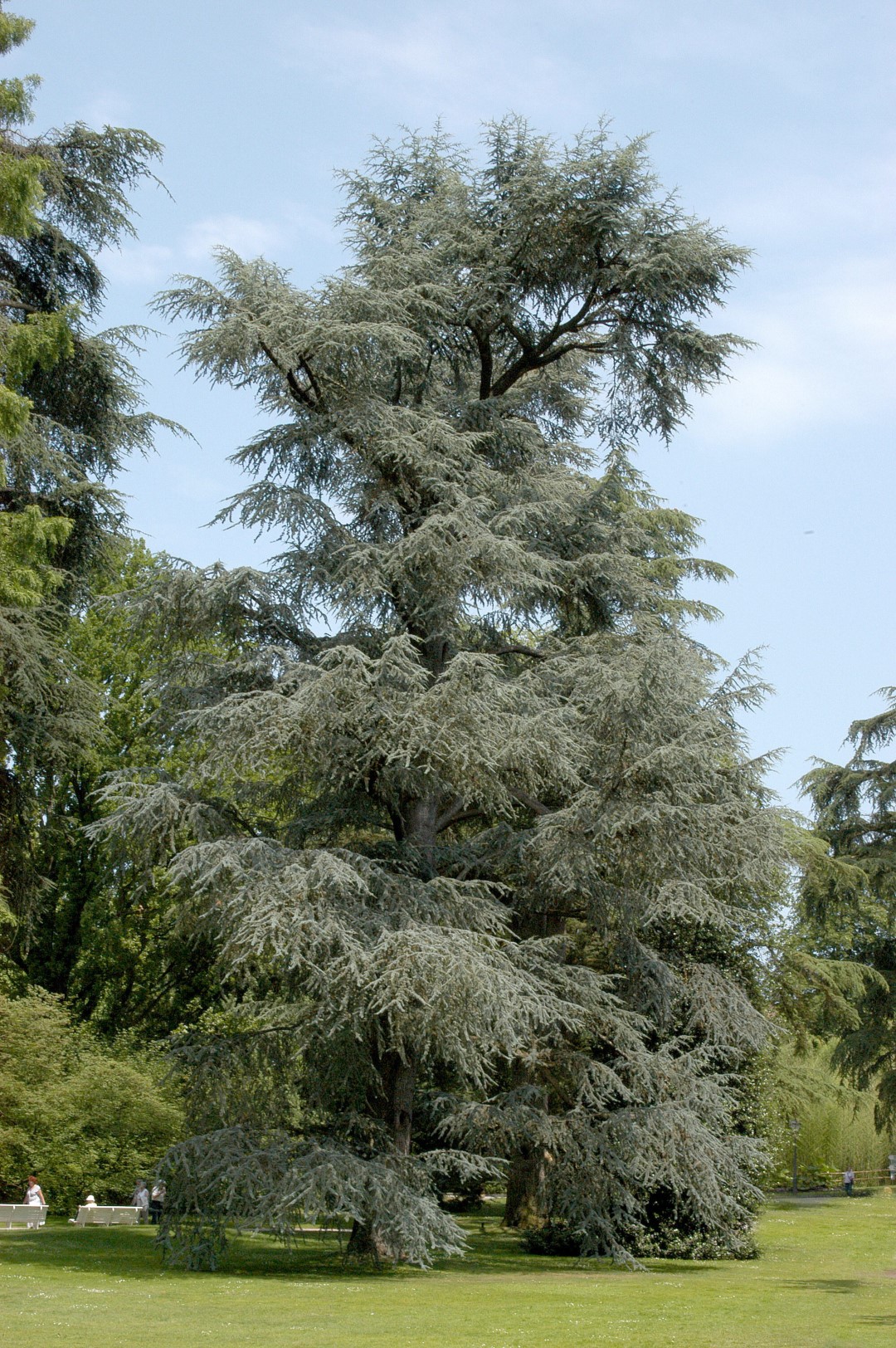 cedrus