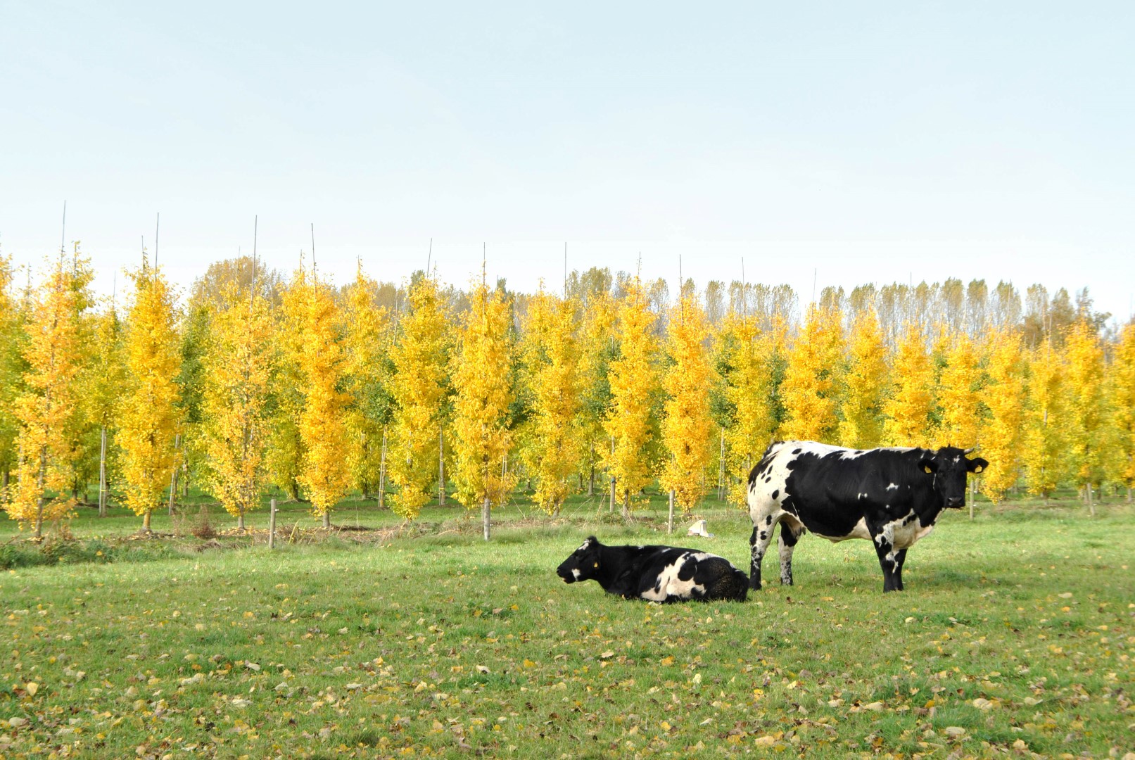 Ginkgo biloba 'Autumn Gold' | Ginkgo biloba 'Autumn Gold' - Van den Berk  Baumschulen