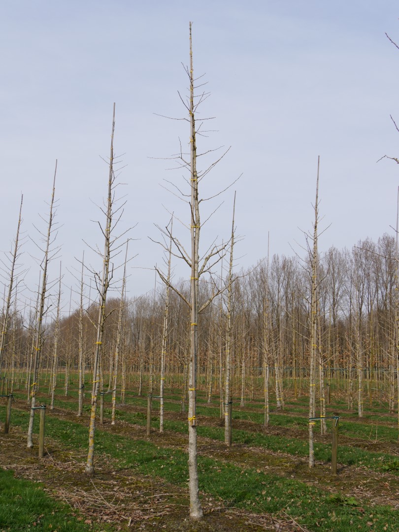 Ginkgo biloba 'Autumn Gold' | Ginkgo biloba 'Autumn Gold' - Van den Berk  Baumschulen