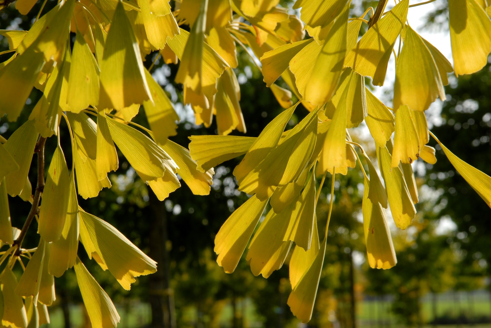 Ginkgo biloba 'Saratoga' | Ginkgo biloba 'Saratoga' - Van den Berk  Baumschulen