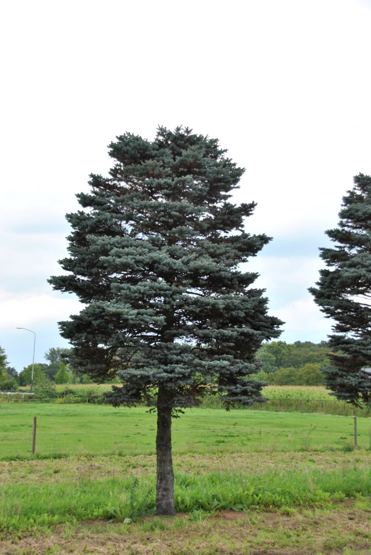 Picea pungens 'Glauca Globosa' | Picea pungens 'Glauca Globosa' - Van ...