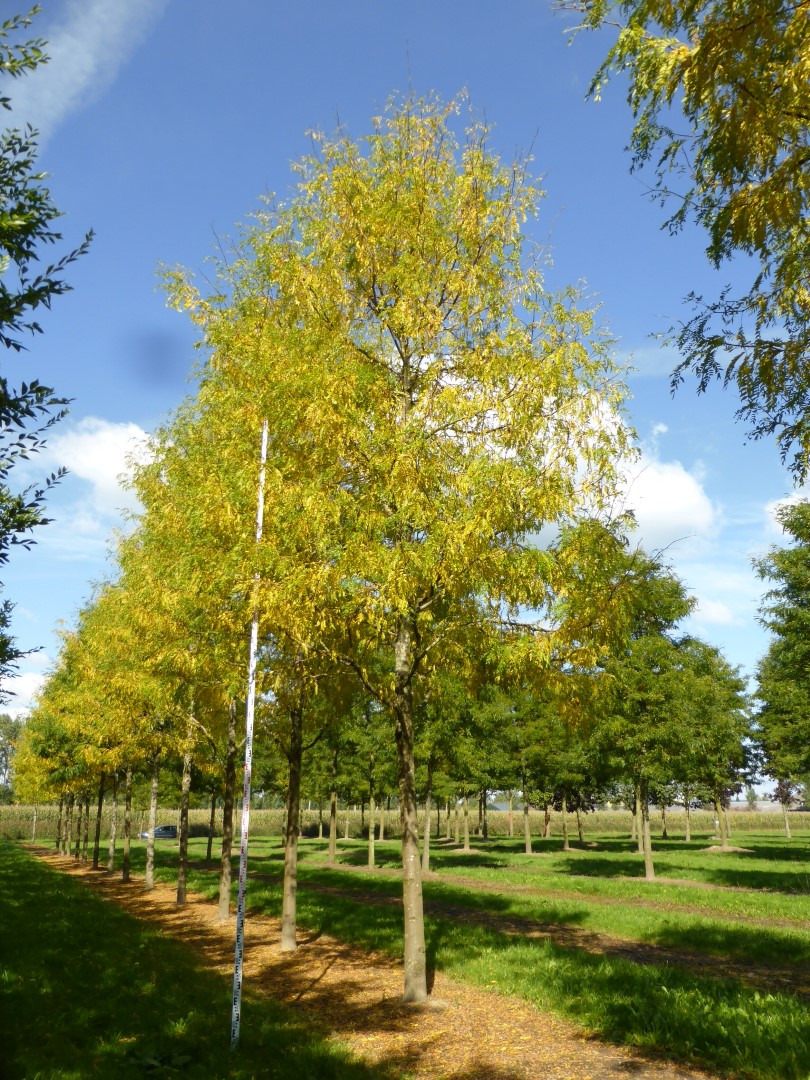 gleditsia