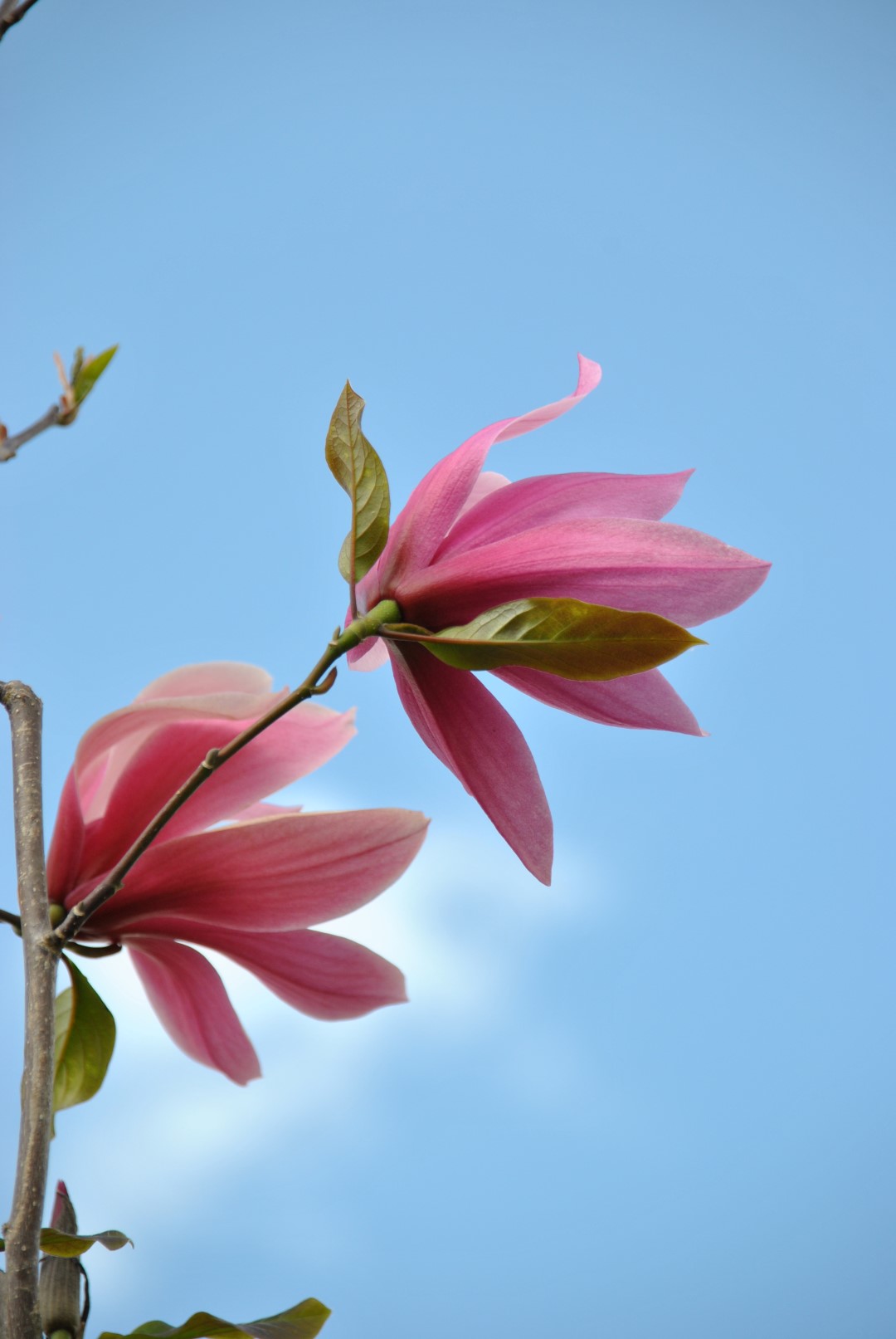 Magnolia 'Spectrum' Magnolia 'Spectrum' Van den Berk Baumschulen