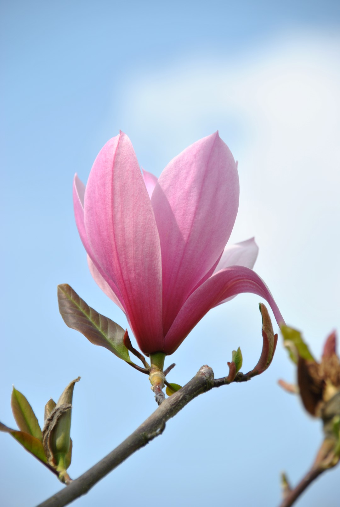 Magnolia 'Spectrum' | Magnolia 'Spectrum' - Van den Berk Baumschulen