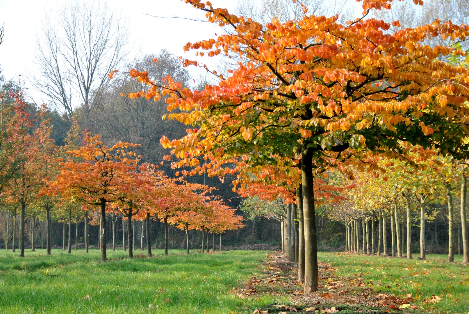 Parrotia persica Persische Parrotie, Eisenholz Van den Berk Baumschulen