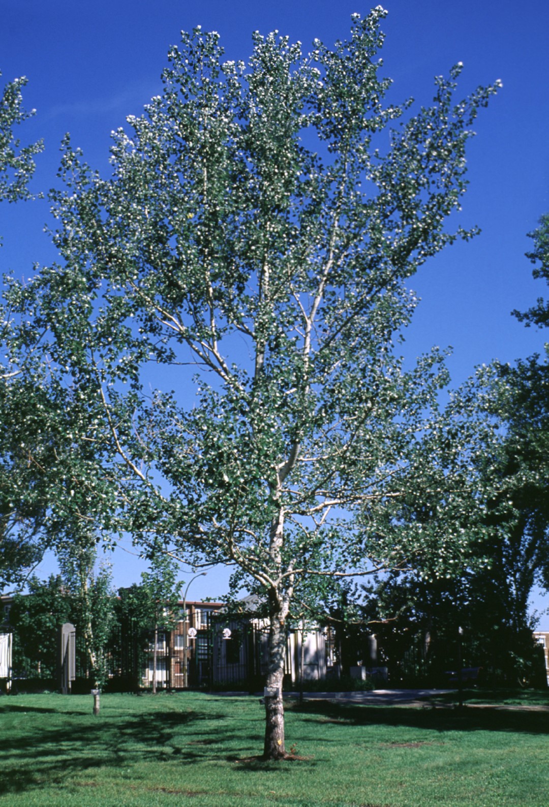 Populus Alba Nivea Silber Pappel Weiss Pappel Van Den Berk Populus Alba Nivea Silber Pappel Weiss Pappel Van Den Berk