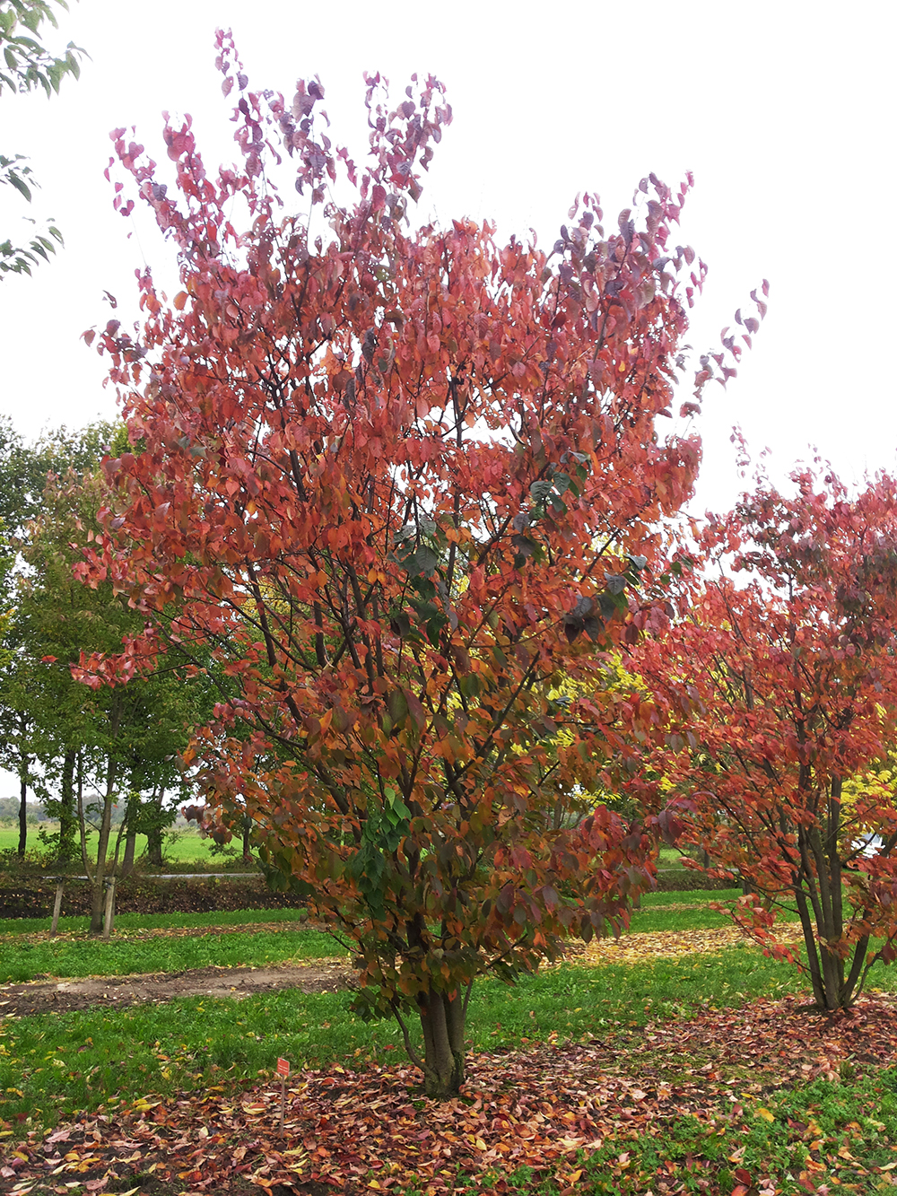 Prunus sargentii 'Charles Sargent' Prunus sargentii 'Charles Sargent
