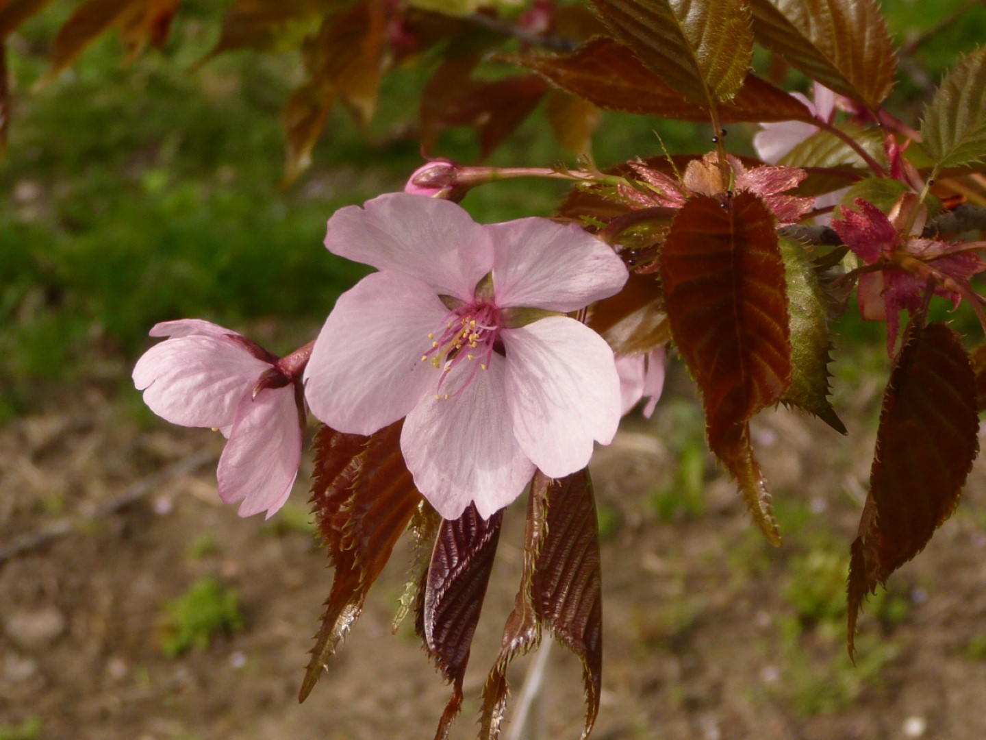 Prunus sargentii 'Charles Sargent' Prunus sargentii 'Charles Sargent