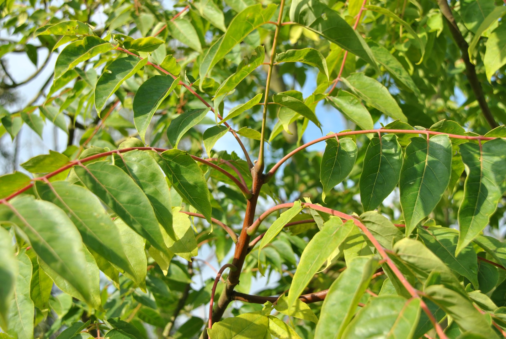 Ailanthus altissima Götterbaum Van den Berk Baumschulen