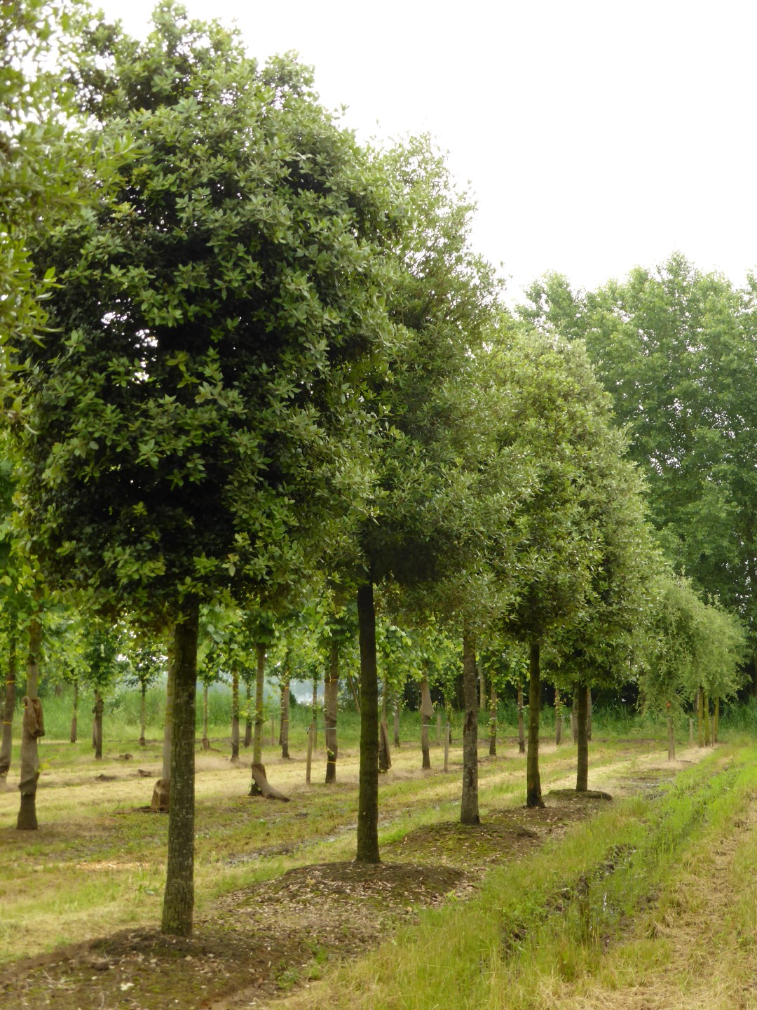 Quercus ilex SteinEiche, GrünEiche, SteckpalmenEiche Van den