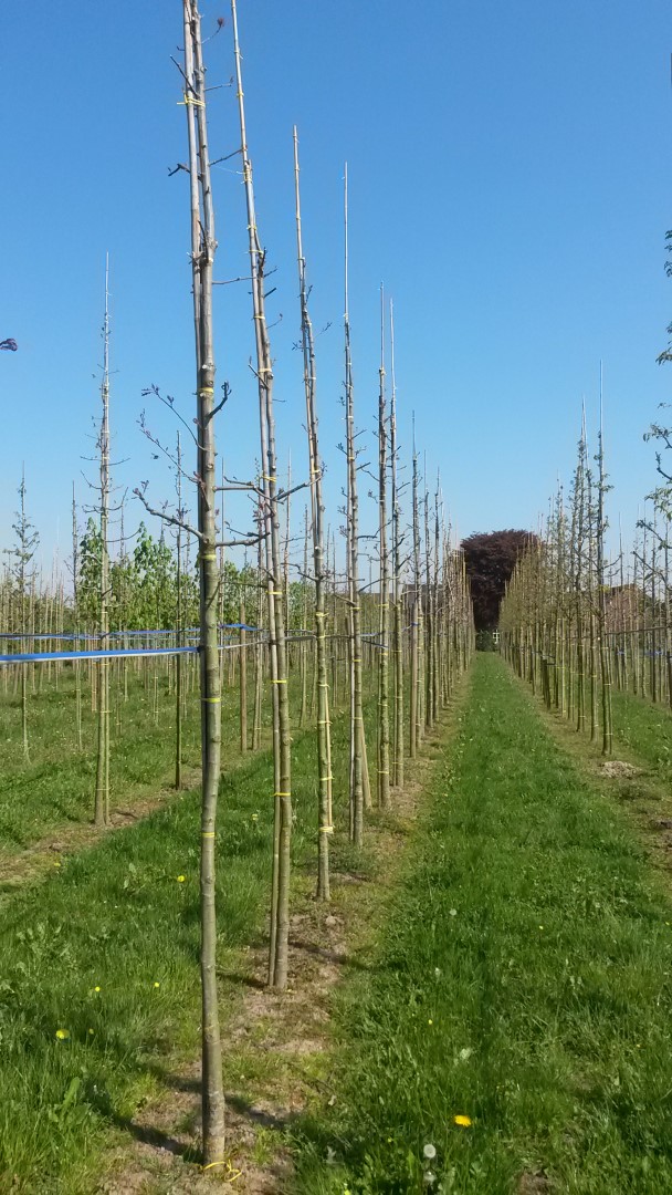 Quercus texana 'New Madrid' Quercus texana 'New Madrid' Van den