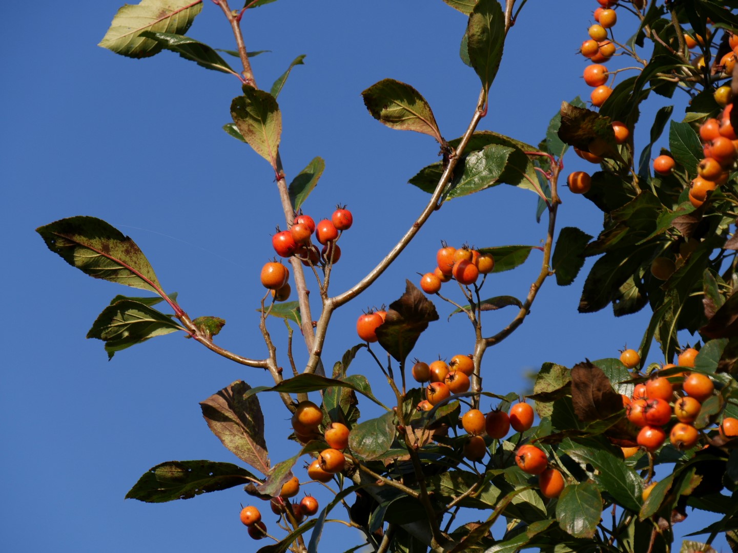 Sorbus aria 'Magnifica' Sorbus aria 'Magnifica' Van den Berk