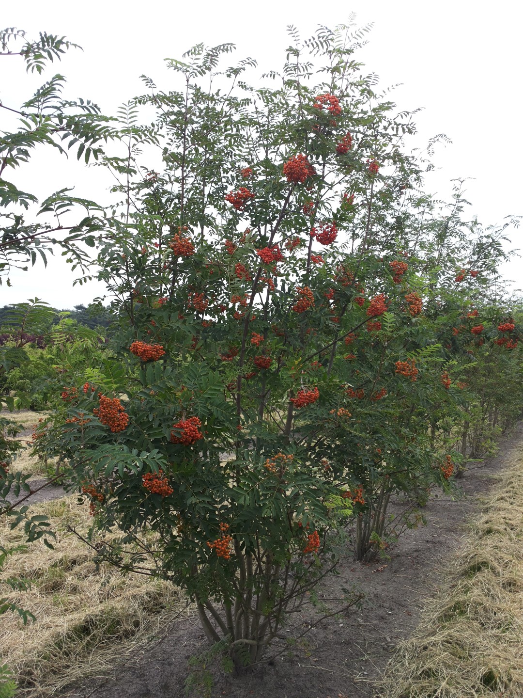 Sorbus aucuparia | Gemeine eberesche, Baumschulen Vogelbeere Van den Berk 