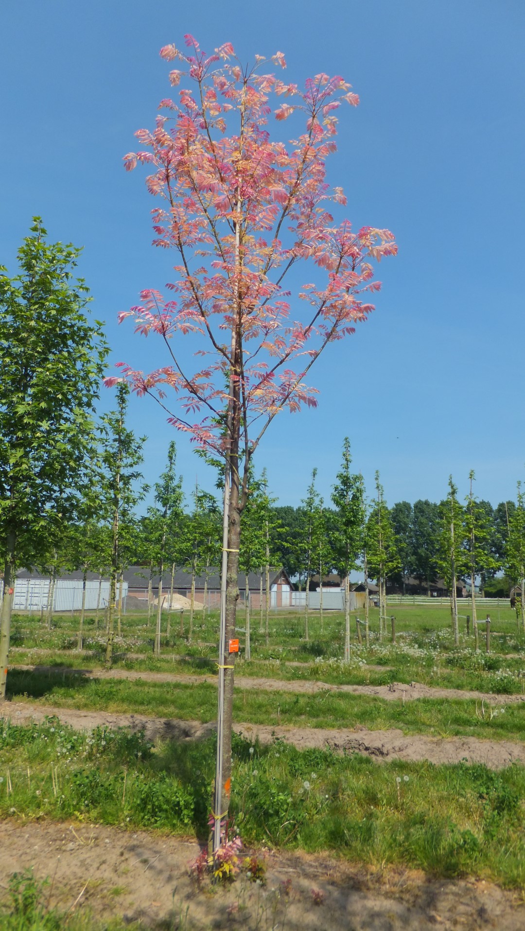 Toona sinensis 'Flamingo' | Toona sinensis 'Flamingo' - Van den Berk