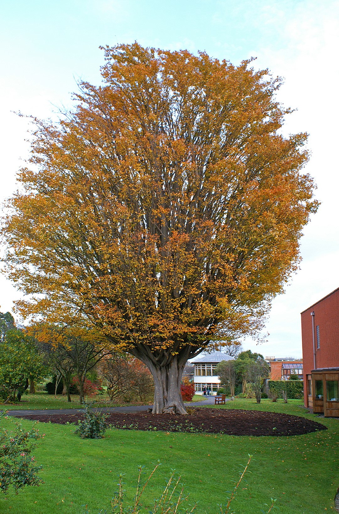 Zelkova carpinifolia Kaukasische Zelkove Van den Berk Baumschulen