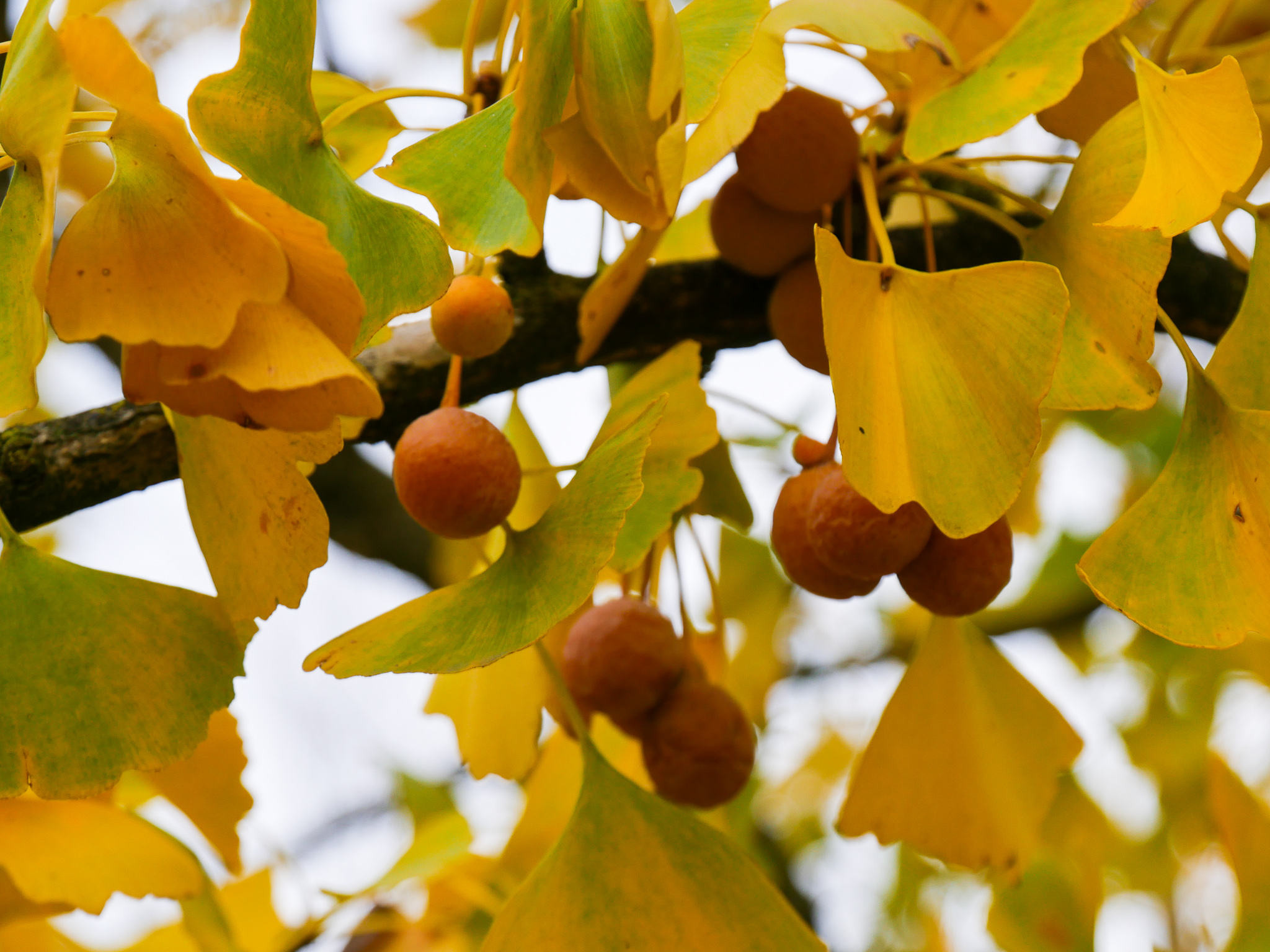 Fächerblattbaum Berk Van Ginkgobaum, den Ginkgo - Baumschulen | biloba