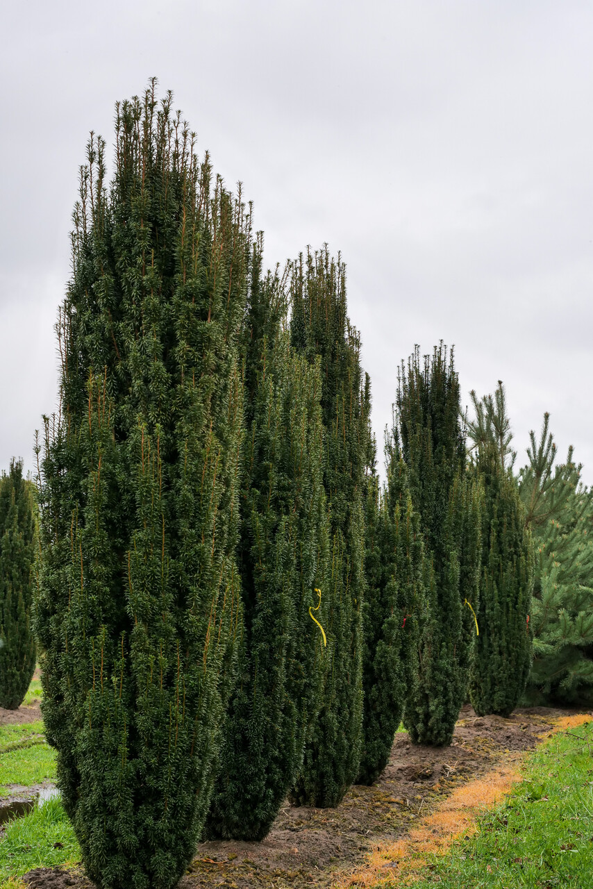 thuja globulis Pflüger Thuja D6 Globuli Thuja occidentalis D6 Streukügelchen 10 g main image 1
