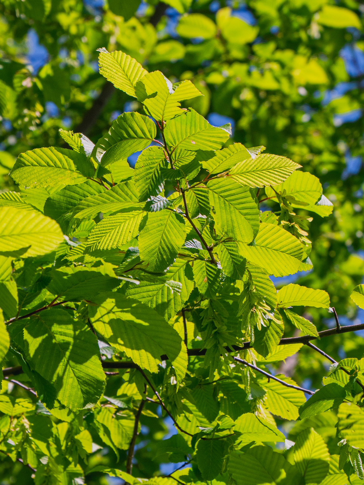 Carpinus betulus | Gemeine Hainbuche - Van den Berk Baumschulen