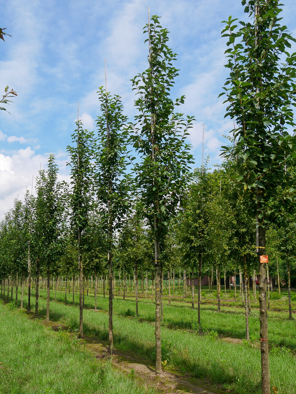 10x Prunus Padus Samen – Frühe Traubenkirsche, Baum/Garten, Eigene Pflanze Ziehen