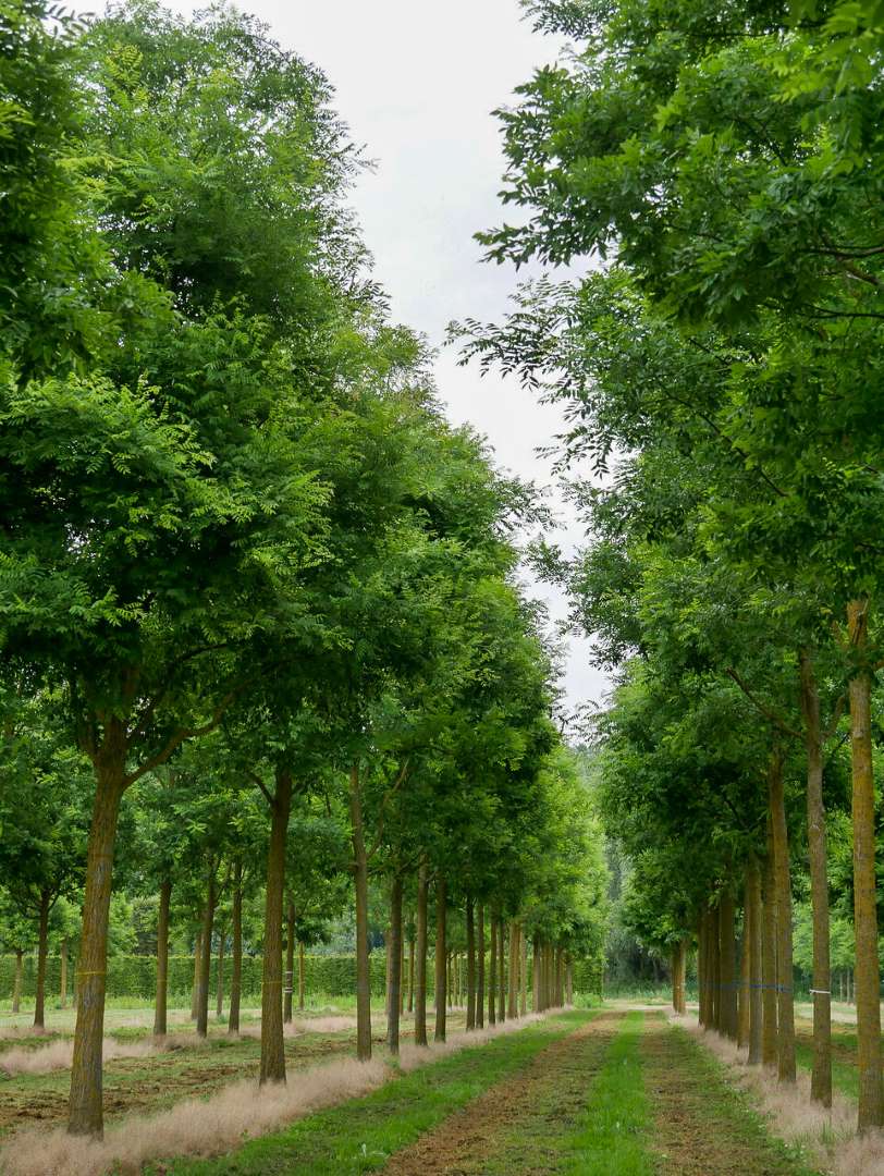 Styphnolobium japonicum Japanese pagoda tree, Honey tree Van den