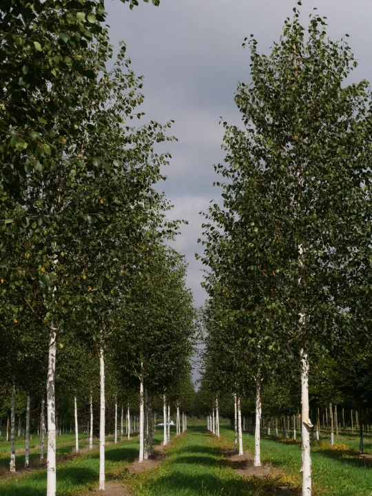 Betula utilis var. jacquemontii Weißrindige Himalamit giftigen Teilen