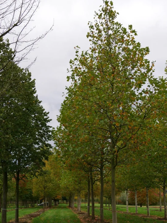Platanus Hispanica Ahornblattrige Platane Van Den Berk Baumschulen