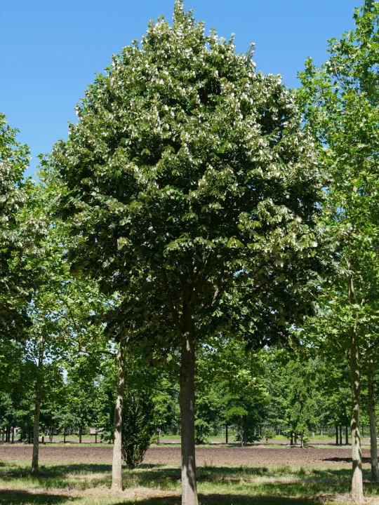 Tilia Tomentosa Silber Linde Ungarische Silber Linde Van Den Berk Baumschulen