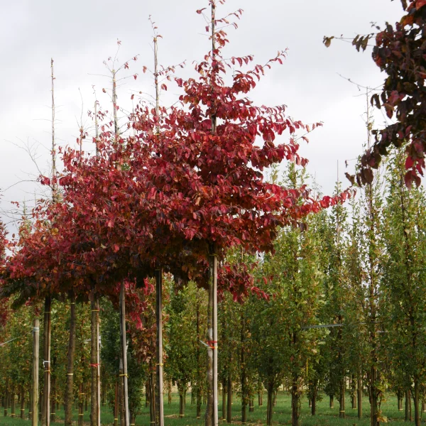 Parrotia persica &ndash; Persische Parrotie, Eisenholz