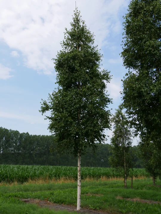 Betula Ermanii Holland Betula Ermanii Holland Van Den Berk Baumschulen