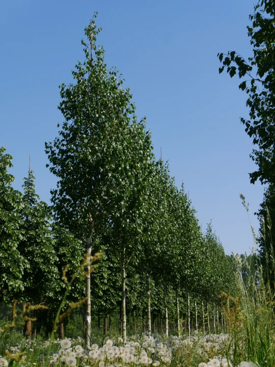 Betula Utilis Doorenbos Weissrindige Himalamit Giftigen Teilen Birke Van Den Berk Baumschulen