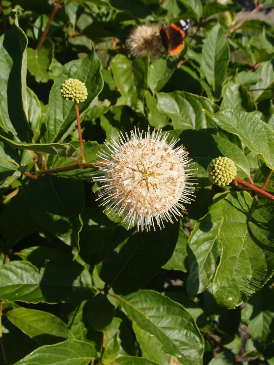 Cephalanthus occidentalis Cephalanthus occidentalis Van den Berk