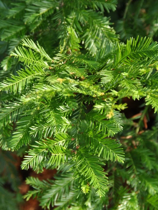 Sequoia sempervirens KüstenSequoie Van den Berk Baumschulen