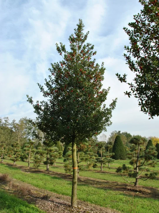 Ilex aquifolium Gewöhnliche Stechpalme, Hülse Van den Berk Baumschulen
