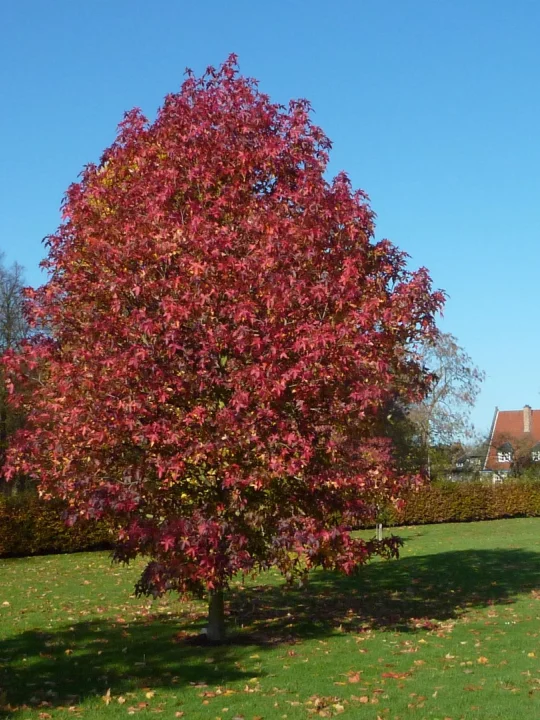 Liquidambar Styraciflua Palo Alto Liquidambar Styraciflua Palo Alto Van Den Berk Baumschulen