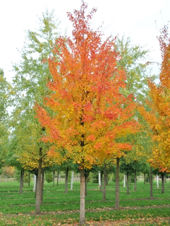 Acer saccharum | Zucker-Ahorn - Van den Berk Baumschulen
