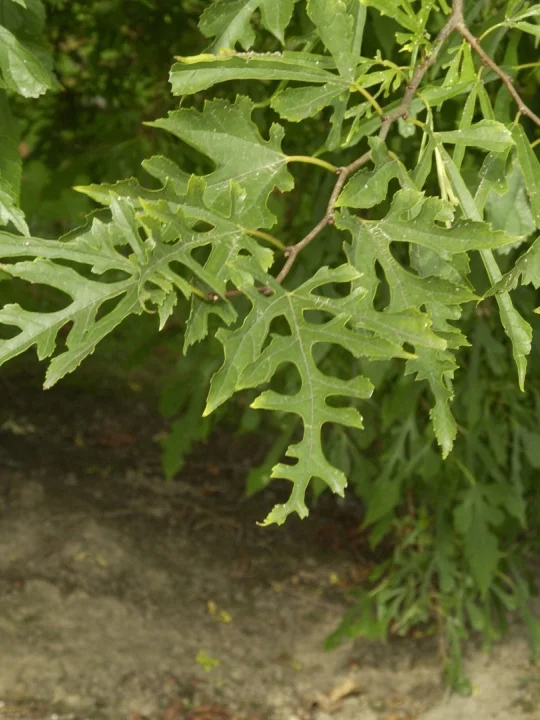 Morus alba 'Laciniata' Morus alba 'Laciniata' Van den Berk Baumschulen