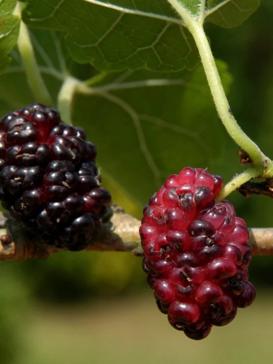 Morus Nigra Schwarzer Maulbeerbaum Van Den Berk Baumschulen