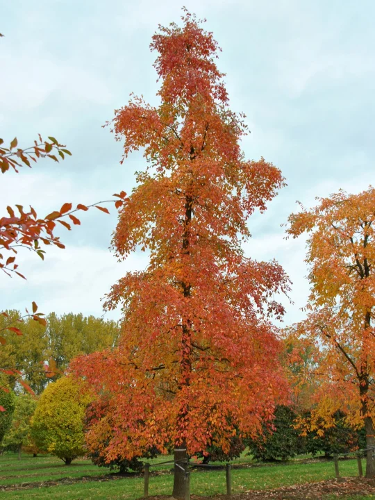 Nyssa Sylvatica Wald Tupelobaum Van Den Berk Baumschulen