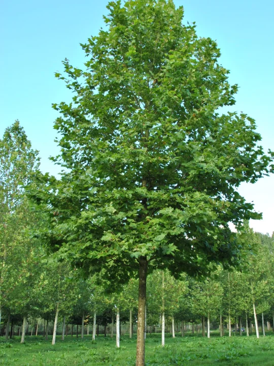 Platanus Hispanica Huissen Platanus Hispanica Huissen Van Den Berk Baumschulen