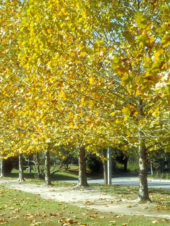 Platanus Occidentalis Amerikanische Platane Abendlandische Platane Van Den Berk Baumschulen