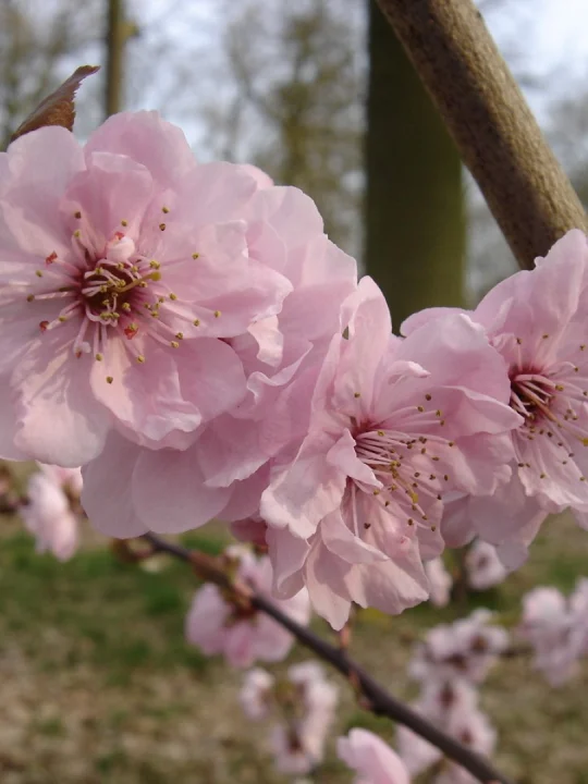 Prunus-blireana