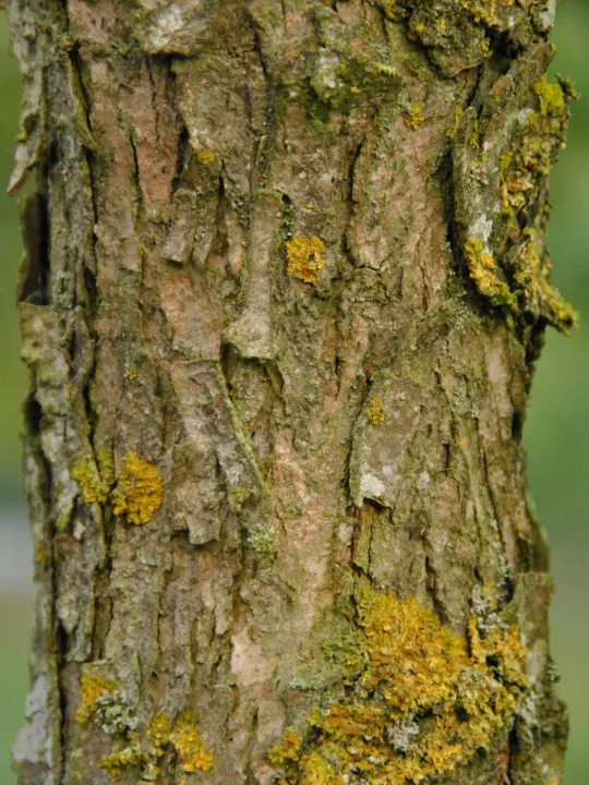 quercus bicolor zweifarbige eiche sumpf weiss eiche van den berk baumschulen