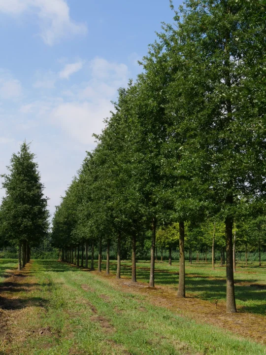 quercus cerris zerr eiche turkische eiche van den berk baumschulen
