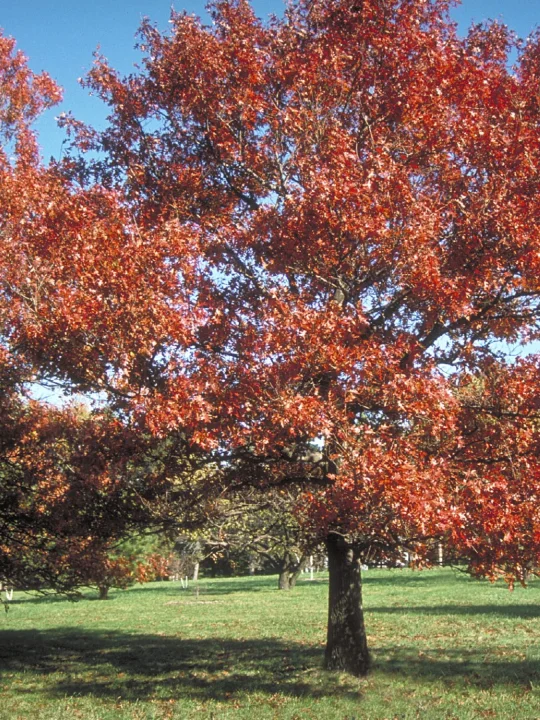 quercus texana texas eiche van den berk baumschulen