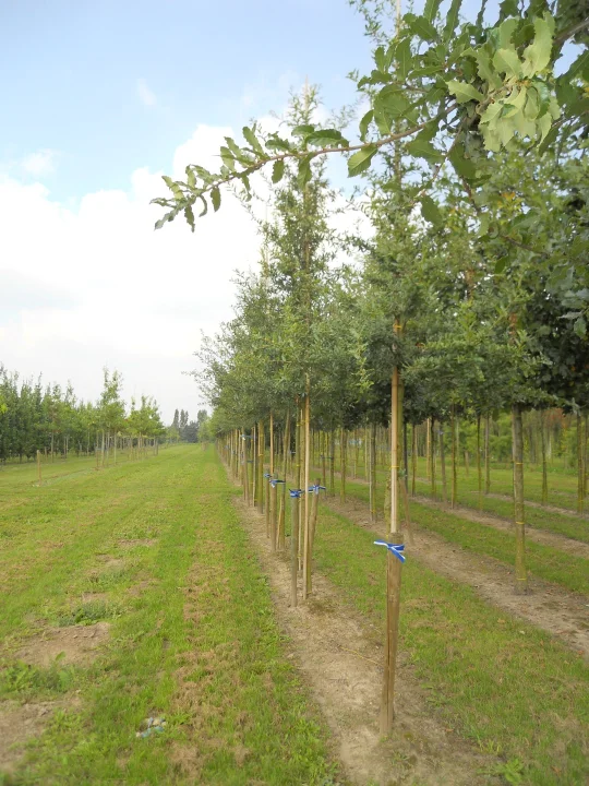 quercus trojana mazedonische eiche van den berk baumschulen