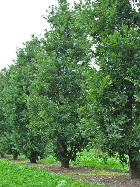 quercus turneri pseudoturneri immergrune eiche wintergrune eiche turners eiche van den berk baumschulen