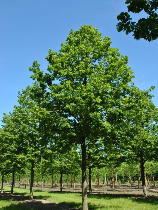 Tilia platyphyllos 'Rubra' Korallenrote SommerLinde Van den Berk