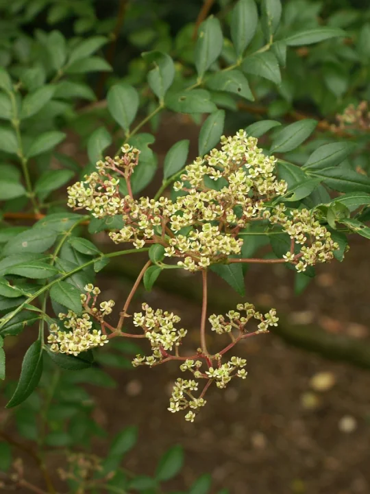 Zanthoxylum piperitum Japanischer Pfeffer Van den Berk Baumschulen